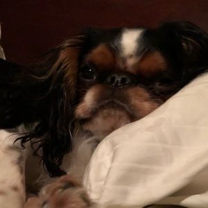 Meet your Posher, Maddy